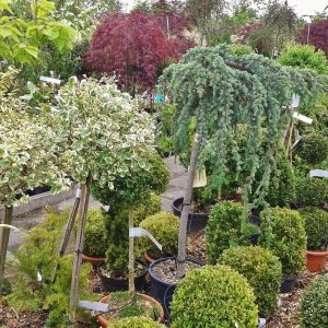 trees outside nursery