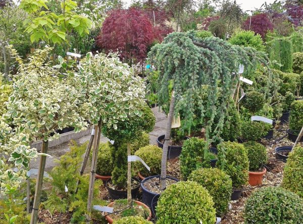 trees outside nursery