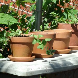 garden clay pots