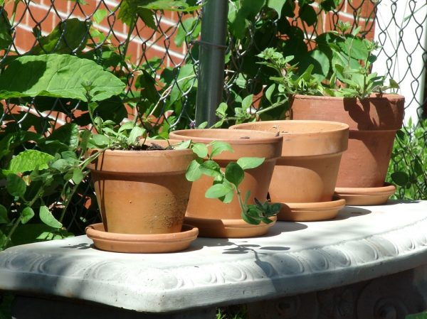 garden clay pots