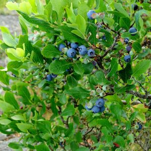 blueberry bush