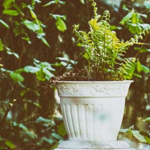 fern in pot