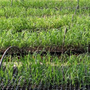 grasses up close