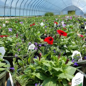 potted plants inside sunny greenhouse