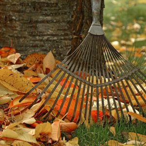 rake