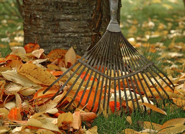 rake