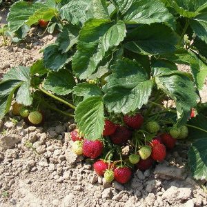 strawberry bush