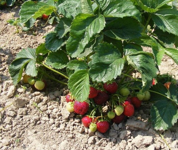 strawberry bush